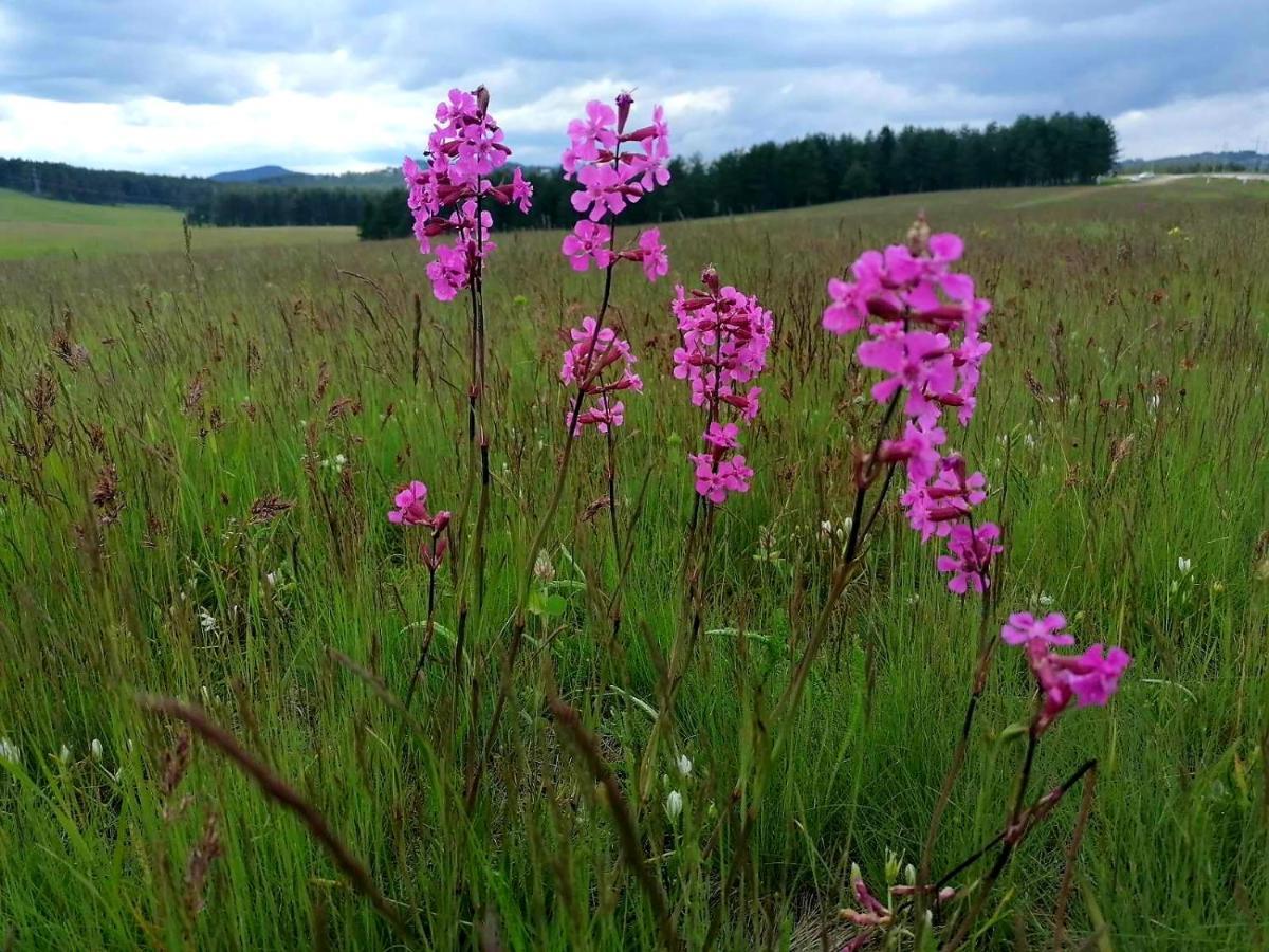 Apartmán Zlatibor Hills Royal Exteriér fotografie